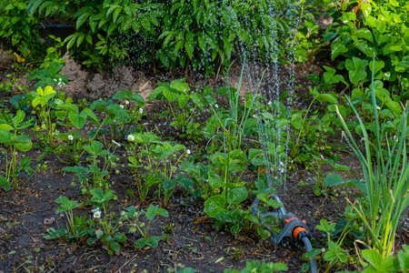 Automatic watering in the garden. Growing plants. Gardeningの写真素材