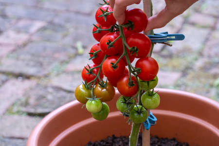 womans hands harvesting fresh organic tomatoes in her garden on a sunny day. Vegetable Growing. Gardening conceptの写真素材