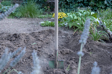An old garden shovel in the ground on the beds. Work in the garden in autumn.の写真素材