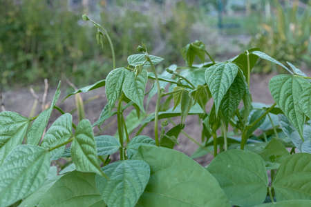Young bean bushes growing in the garden.の写真素材