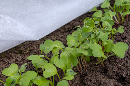 young radish in the gardenの写真素材