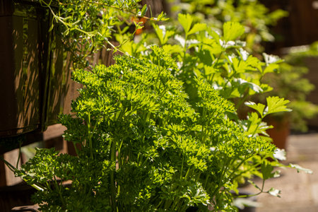 Spicy plants. Growing herbs in the yardの写真素材