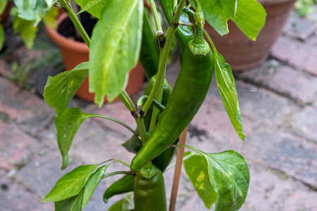 Growing hot peppers. Garden in pots in the yardの写真素材