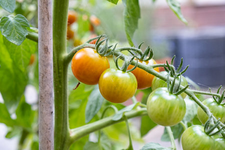 Red and green tomatoes in a greenhouse plantationの写真素材