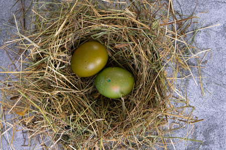 Green Easter eggs in a decorative nestの写真素材