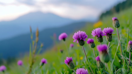 Close-up of pastel blooms in wild meadow, mountains in distance under soft cloudsの素材