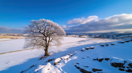 Snowy landscape with a single frosty tree reaching into a calm blue skyの素材