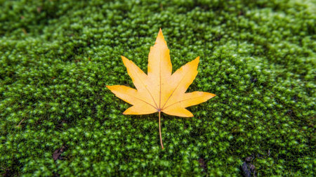 Solitary golden leaf on spongy moss, capturing the quiet beauty of early fallの素材