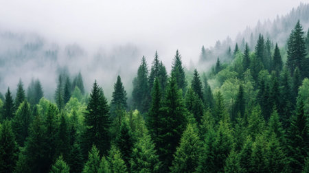 Quiet pine woods shrouded in mist, perfect for travel inspiration or meditation visualsの素材