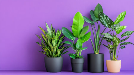 Group of leafy houseplants creating contrast with a bright purple backdropの素材