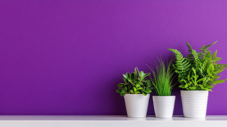 Potted greenery in a chic arrangement set before a rich purple backgroundの素材
