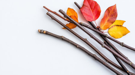 Slender, leaf-barren twigs with remnants of bright fall foliage, seasonal transition conceptの素材