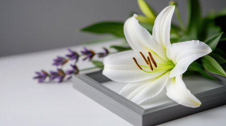 White lily with lavender accents nestled in a matte gray frame on white surfaceの素材