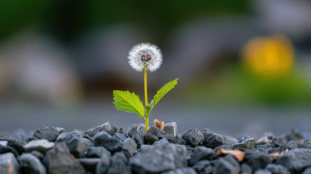 A lone dandelion flower triumphantly grows from a bed of gravel, showcasing nature's resilience and beauty against a softly blurred background.の素材