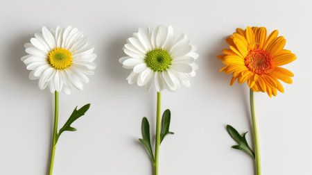 Vibrant daisies in white and orange showcase intricate petal details against a soft light background, perfect for floral decor or spring-themed designs.の素材