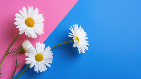 This image captures fresh white daisies elegantly placed on a split background of vibrant pink and blue. Perfect for floral themes and nature aesthetics.の素材
