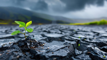A vibrant green plant emerges through cracked, dry earth, symbolizing resilience and hope in harsh environmental conditions. Dramatic clouds loom overhead, enhancing the stark contrast between life and adversity.の素材