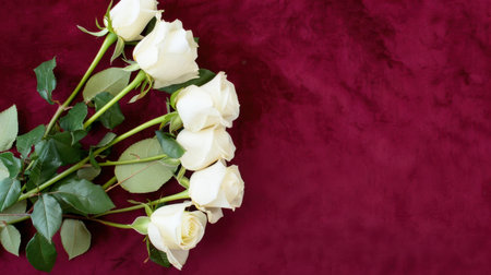 A beautiful arrangement of fresh white roses placed delicately on a rich burgundy velvet background, perfect for romantic occasions, weddings, or elegantの素材