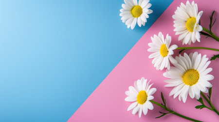 This vibrant image showcases bright daisies arranged on a playful background split between light blue and pink, offering a cheerful and refreshing springtime vibe.の素材