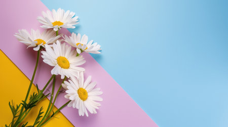 A stunning arrangement of bright daisies on a vibrant pastel background featuring yellow, pink, and blue stripes, perfect for uplifting designs.の素材