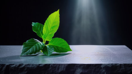 A striking arrangement of fresh green leaves resting on a smooth rock surface, illuminated by soft light against a dark background, showcasing natural beauty.の素材