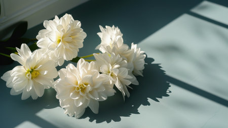 A serene display of elegant white flowers on a soft blue surface, highlighting delicate shadows created by natural light. Perfect for evoking tranquility.の素材