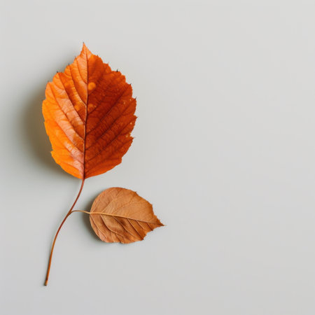 This image features a bright orange leaf against a grey background, showcasing the beauty of autumn and natural elements in a minimalistic design.の素材