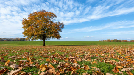 A tranquil autumn scene featuring a lone tree with vibrant orange leaves amidst a field of fallen foliage under a bright blue sky.の素材