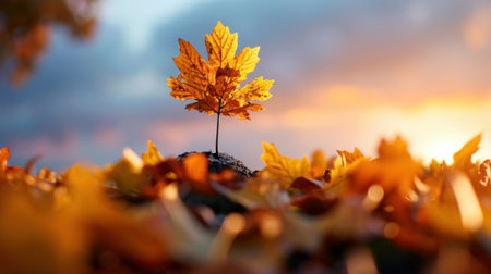 A striking small maple tree stands proudly with vibrant orange leaves, surrounded by fallen leaves, under a stunning sunset sky, capturing autumn's beauty.の素材