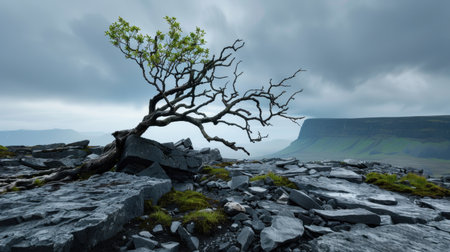 A solitary tree stretches its twisted branches across a rocky surface, set against a backdrop of dramatic clouds and distant hills. The image captures nature beauty and resilience, inviting viewers to reflect on solitude in a mesmerizing landscape.の素材