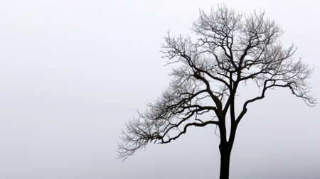 A striking silhouette of a leafless tree emerges from a dense fog, evoking feelings of solitude and introspection amidst a tranquil landscape.の素材