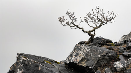 A striking lone tree sits atop a rocky outcrop, showcasing its unique branch formation against a gray, overcast sky, symbolizing resilience in nature.の素材