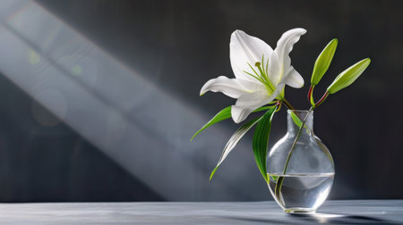 A stunning white lily elegantly arranged in a transparent glass vase, illuminated by soft sunlight and subtle shadows, creating a serene indoor atmosphere.の素材