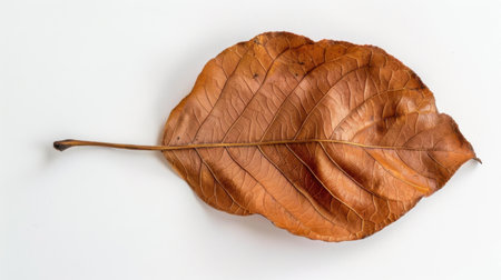 This image features a detailed close-up of a dry brown leaf, showcasing its intricate veins and textures against a clean white background, highlighting nature's beauty.の素材