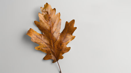 A detailed close-up image of a single brown oak leaf resting on a light gray background, highlighting its unique veins and textures, perfect for natural-themed projects.の素材