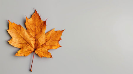 A stunning autumn maple leaf showcasing rich orange hues against a soft gray background, ideal for nature-inspired designs, presentations, or seasonal themes.の素材