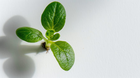 A young green plant is seen sprouting from soil against a pristine white background, embodying growth, vitality, and the beauty of nature in a minimalistic aesthetic.の素材