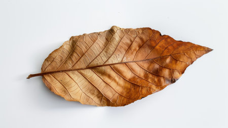 A close-up view of a single brown dry leaf placed on a white background, showcasing intricate textures and natural colors, perfect for design and nature themes.の素材
