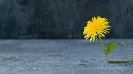 A bright yellow dandelion flower gracefully leans against a textured dark background, capturing the beauty of nature's vibrancy and simplicity in soft light.の素材