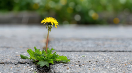 A vibrant dandelion flower emerges from a crack in the asphalt, symbolizing resilience and beauty amidst an urban landscape. Sunlight illuminates the bright yellow bloom against a soft, blurred background of green.の素材