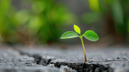 A vibrant green seedling emerges from a crack in the concrete, showcasing the tenacity of nature in urban settings and signifying hope and renewal.の素材