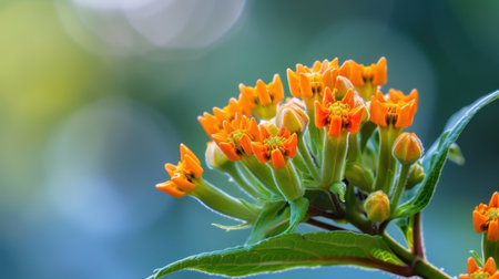 A stunning close-up of a vibrant orange flower cluster with lush green leaves, set against a beautifully blurred background, highlighting the beauty of nature.の素材