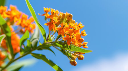 This stunning image showcases vibrant orange blossoms against a clear blue sky, capturing the beauty and essence of nature's floral wonders.の素材