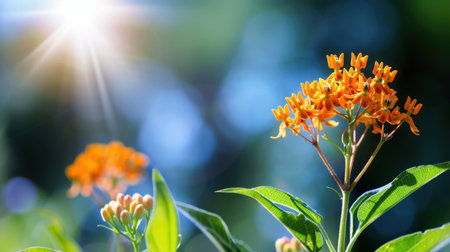 A stunning capture of vibrant orange flowers illuminated by sunlight against a blurred green backdrop, showcasing the beauty of nature and tranquility.の素材