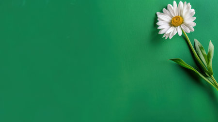 A beautiful close-up of a single daisy flower set against a vibrant green background, perfect for showcasing themes of nature, gardening, and beauty.の素材