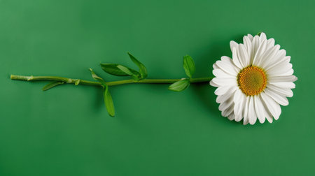 This image features a stunning white flower with a yellow center positioned against a vibrant green background, perfect for nature-themed projects.の素材