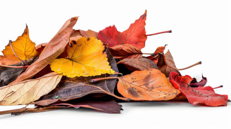 A captivating arrangement of colorful autumn leaves piled together on a clean white background showcases vibrant hues of yellow, orange, red, and brown. This image captures the essence of fall and nature's beauty, making it ideal for seasonal projects or decor inspiration.の素材