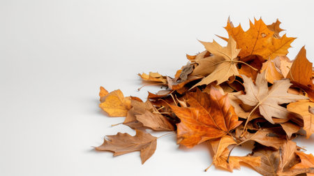 A vibrant pile of autumn leaves in shades of orange, yellow, and brown against a clean white backdrop, evoking the essence of fall and nature.の素材