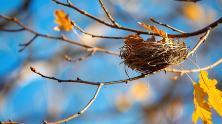 This captivating image features a bird nest delicately positioned on a tree branch, surrounded by vibrant autumn leaves against a clear blue sky.の素材