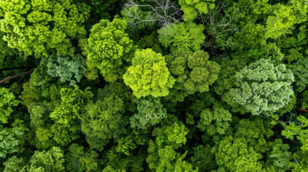 A stunning aerial view of a vibrant green forest canopy displaying a rich variety of tree shapes and textures, emphasizing the beauty of nature.の素材